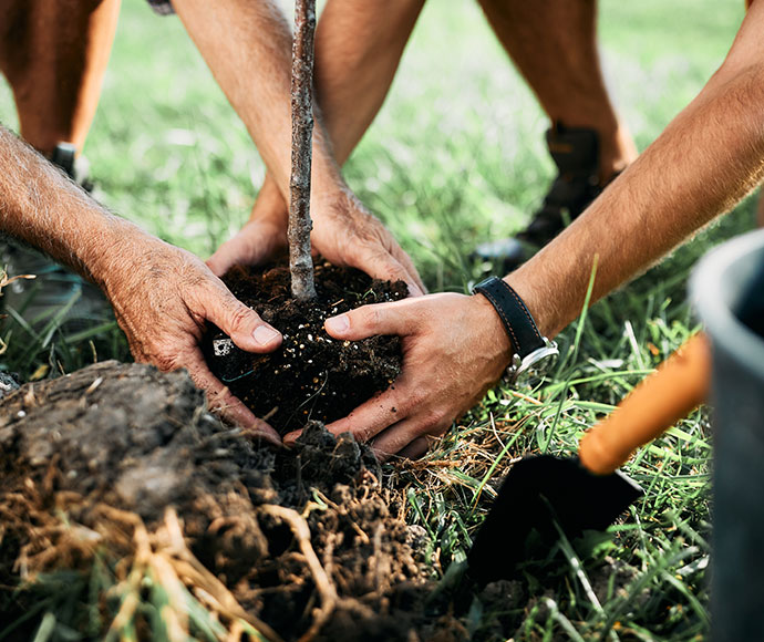 Three individuals planting a young tree in a grassy area, demonstrating proper lawn care techniques