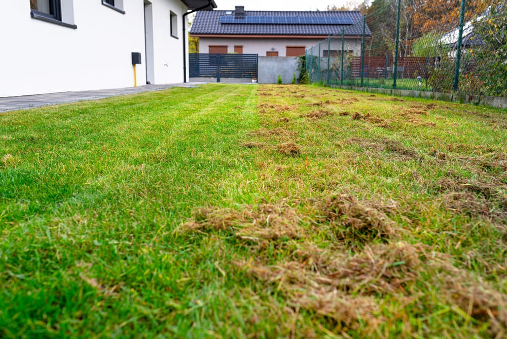 lawn with a mix of grass and weeds in front of a house during winter, illustrating the need for lawn care tips