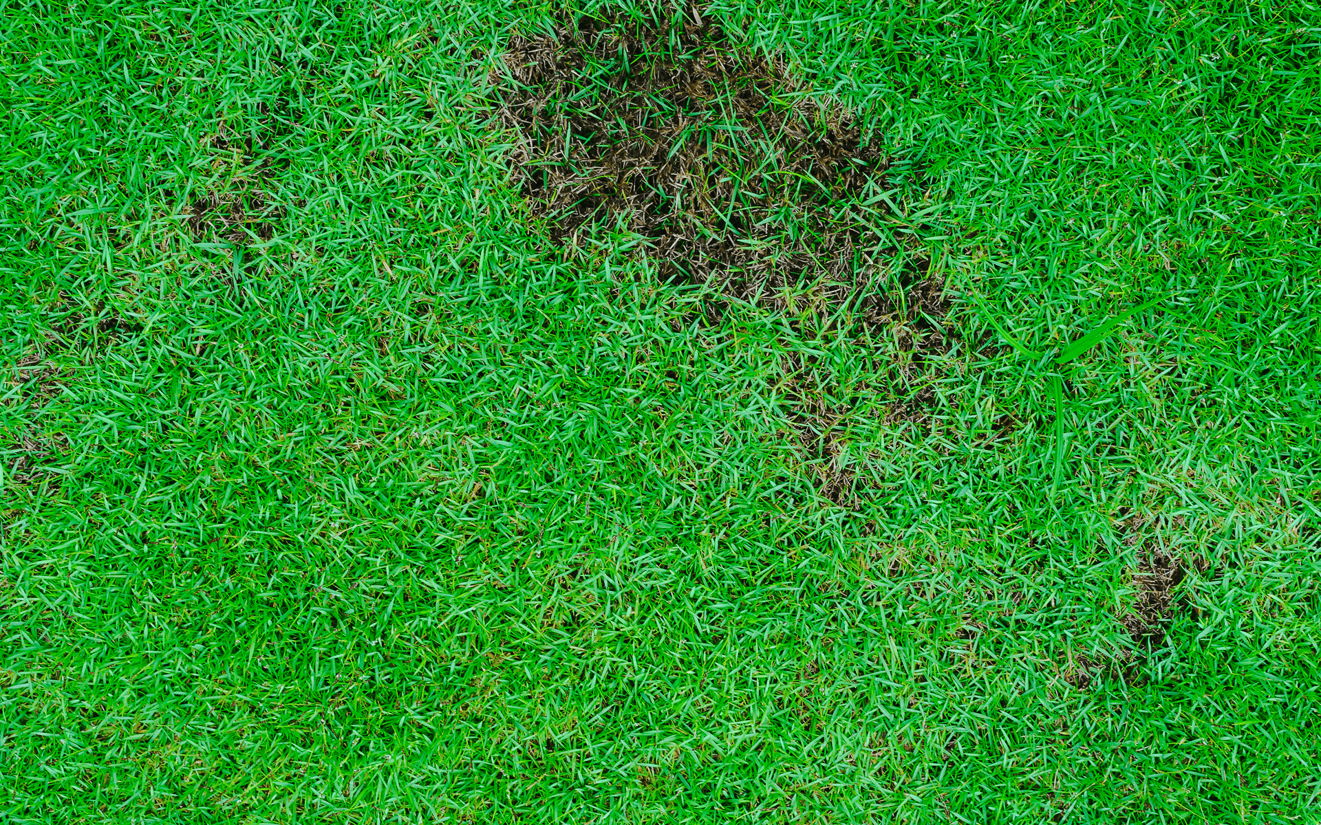 Lawn Care Tips - Bare Patch in a Lawn