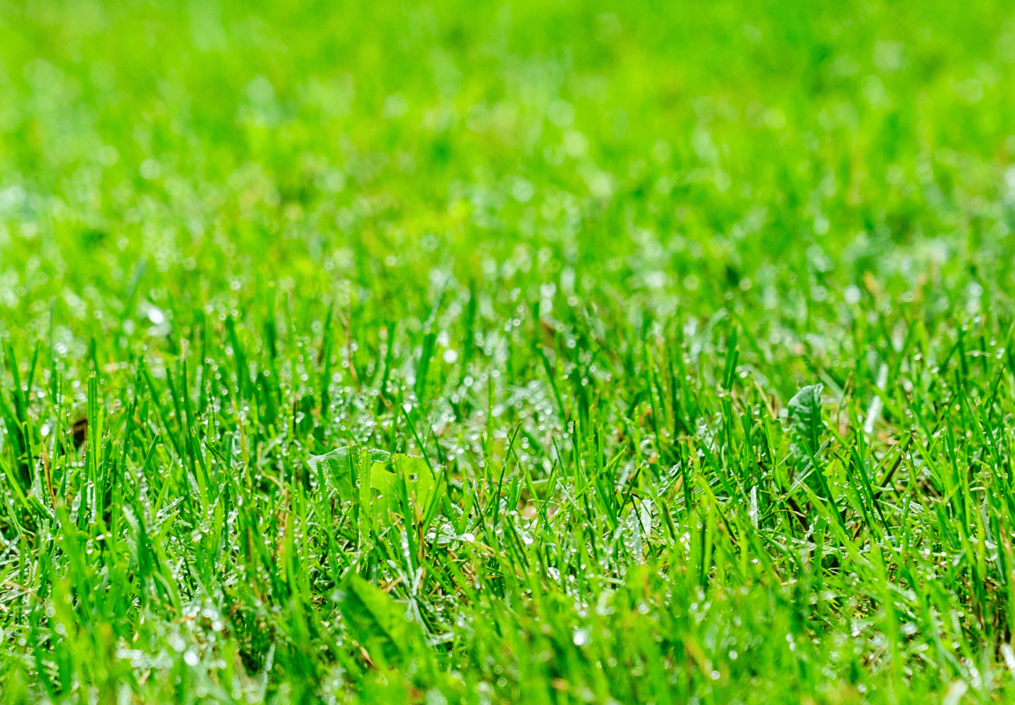 Lawn Care Tips - Green and healthy lawn