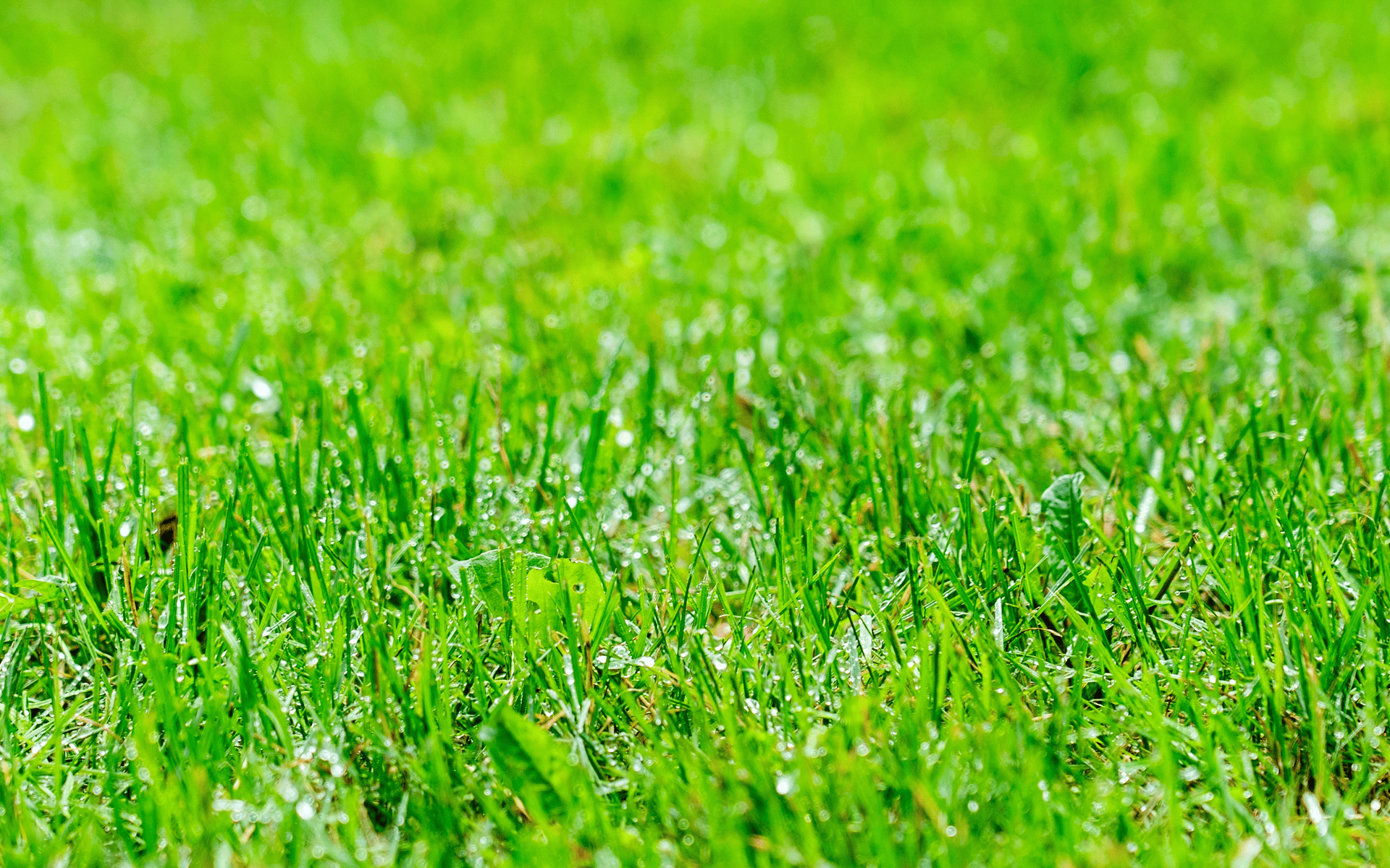 Lawn Care Tips - Green and healthy lawn