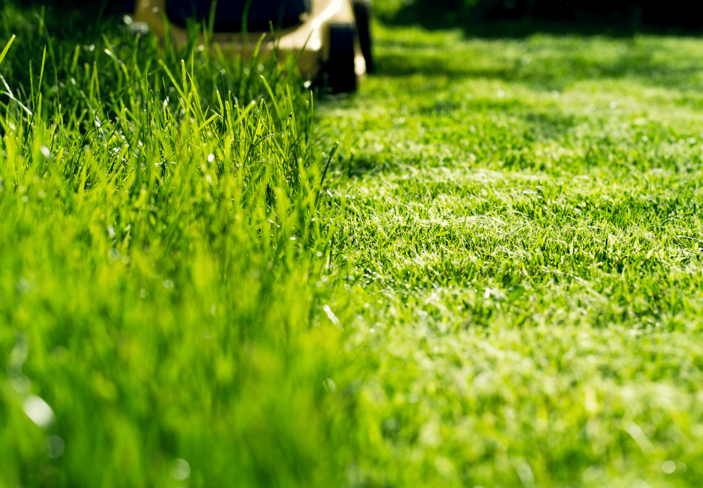 Lawn Care Tips - Lawn view with a distant mower