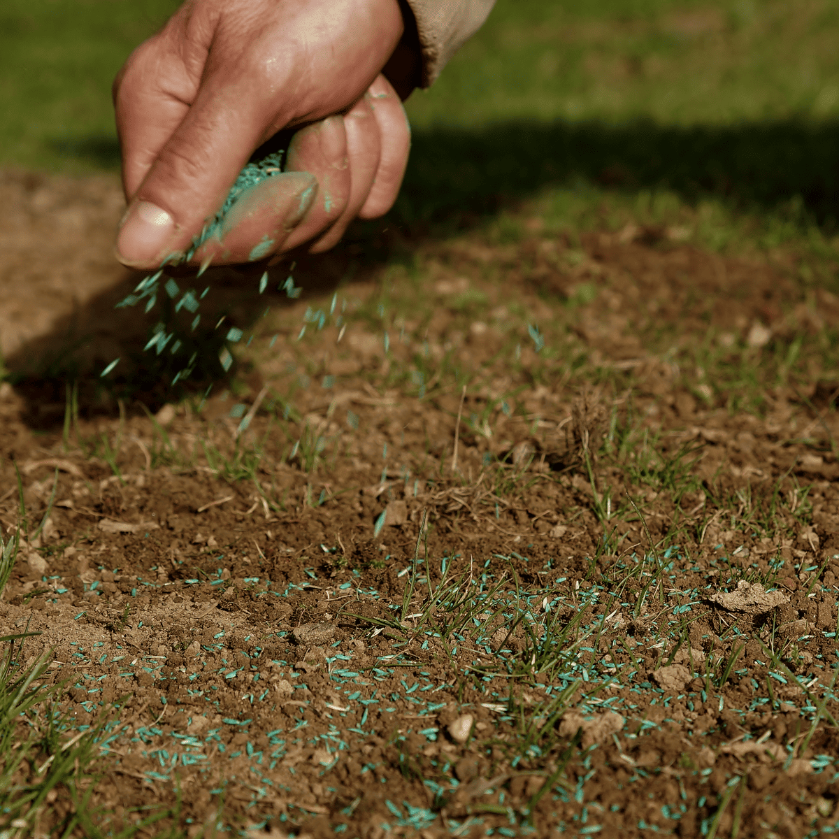 Lawn Care Tips - Overseeding brown patches