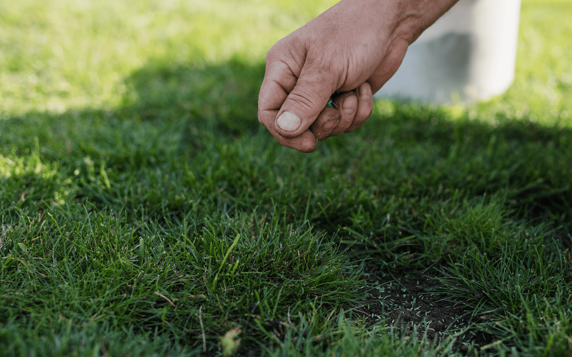 Lawn Care Tips - Overseeding lawn to remove patches