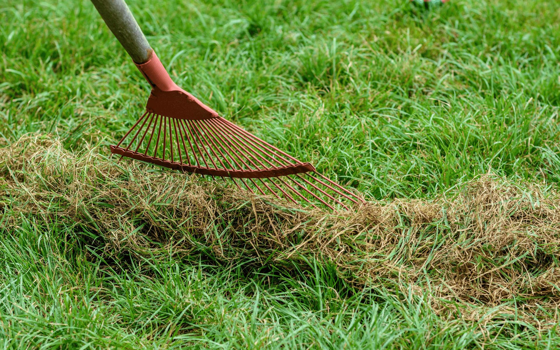 Lawn Care Tips - Raking grass after aeration