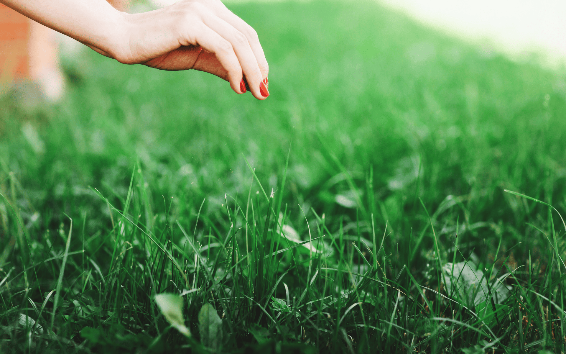 Lawn Care Tips - Touching newly cut lawn