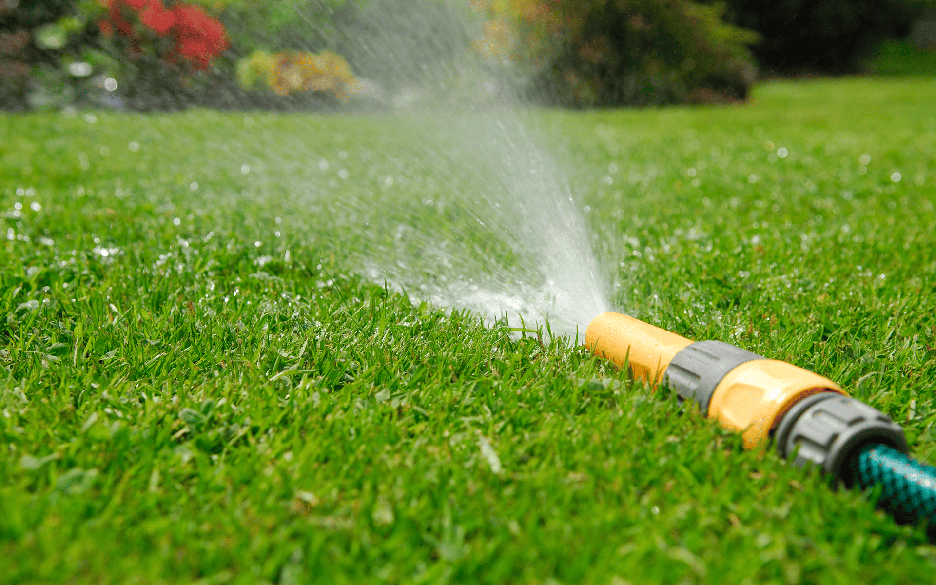 Lawn Care Tips - Watering the lawn using a hose