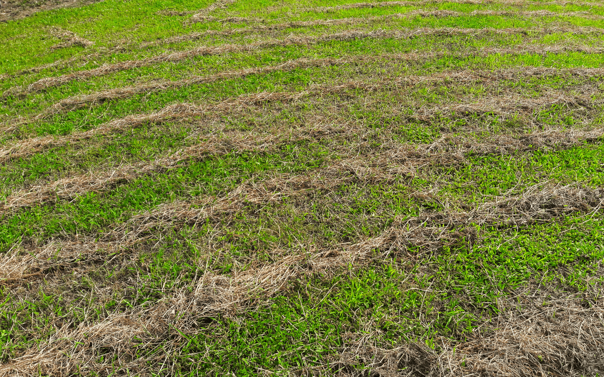 Eco Friendly Lawn Care Solutions - Lawn patches in need of proper care