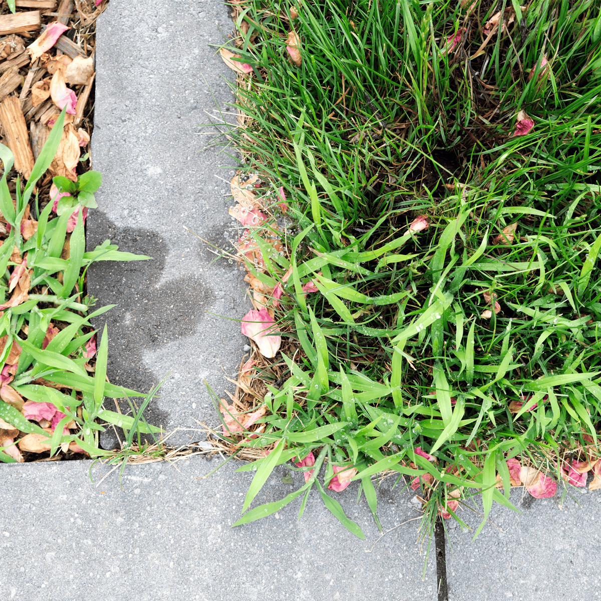 Eco-friendly Lawn Products - Crabgrass on a lawn
