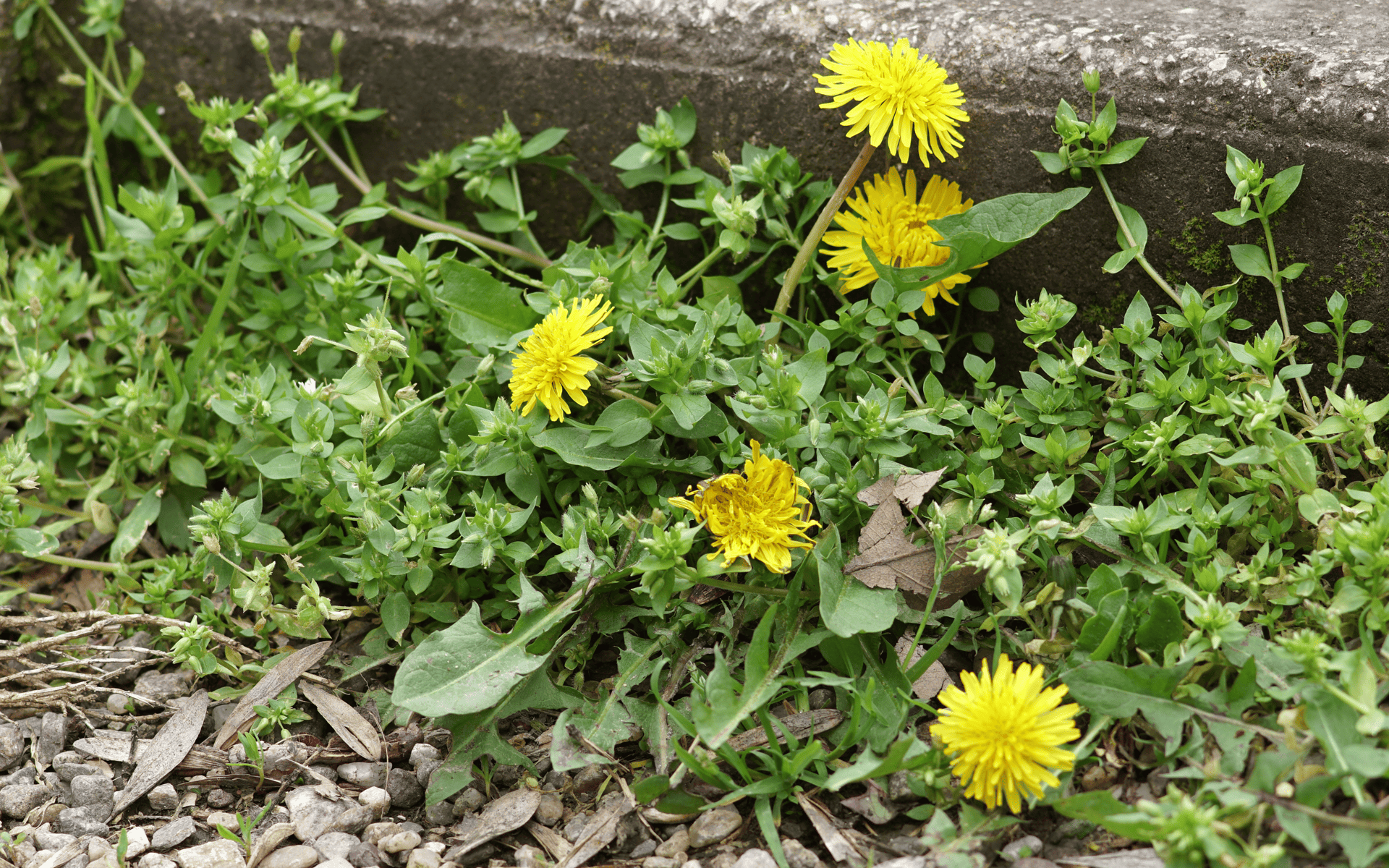 Eco-friendly Lawn Products - Growing dandelion in a lawn