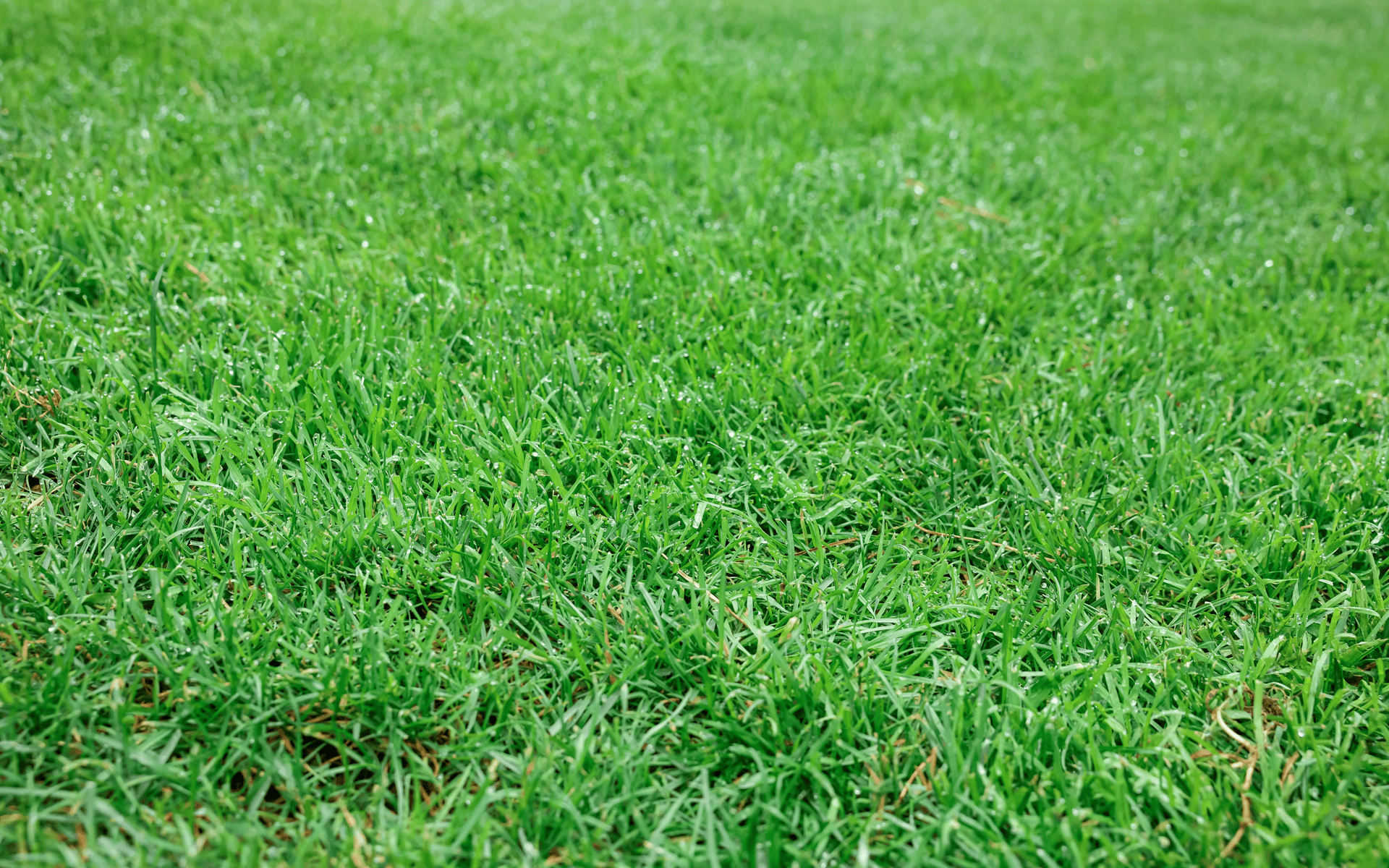 Eco-friendly lawn products - Lush green lawn