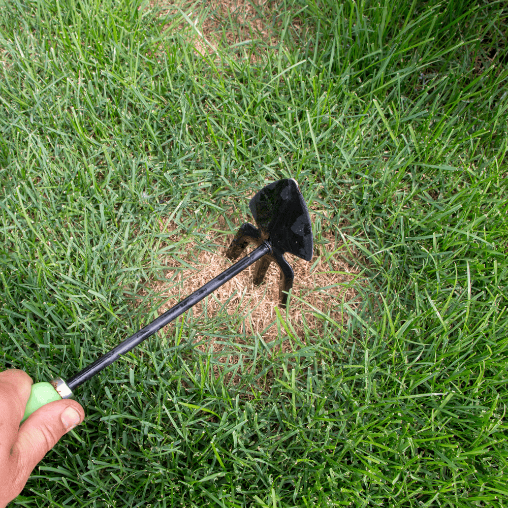 Sustainable gardening solutions - Bare patches in a lawn