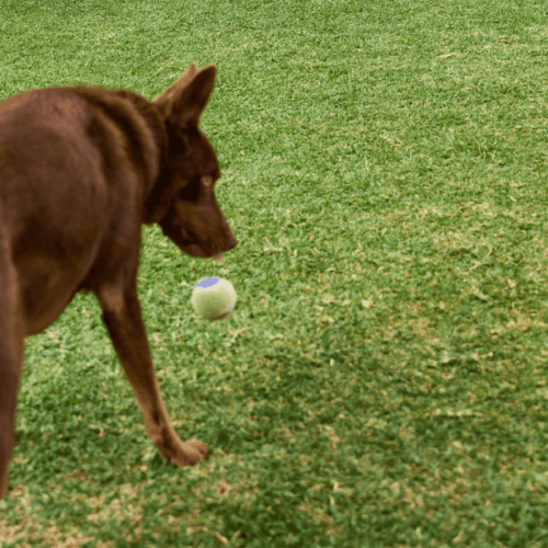 The Ultimate Guide to Lawn Renovation in Australia 