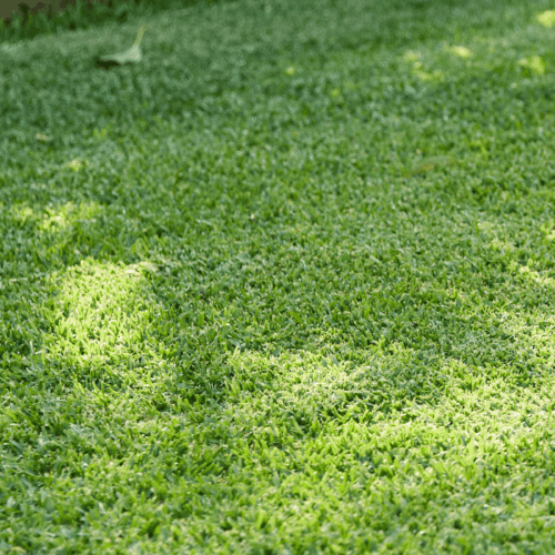 Best Grass Varieties for Australian Conditions – Winter Edition 
