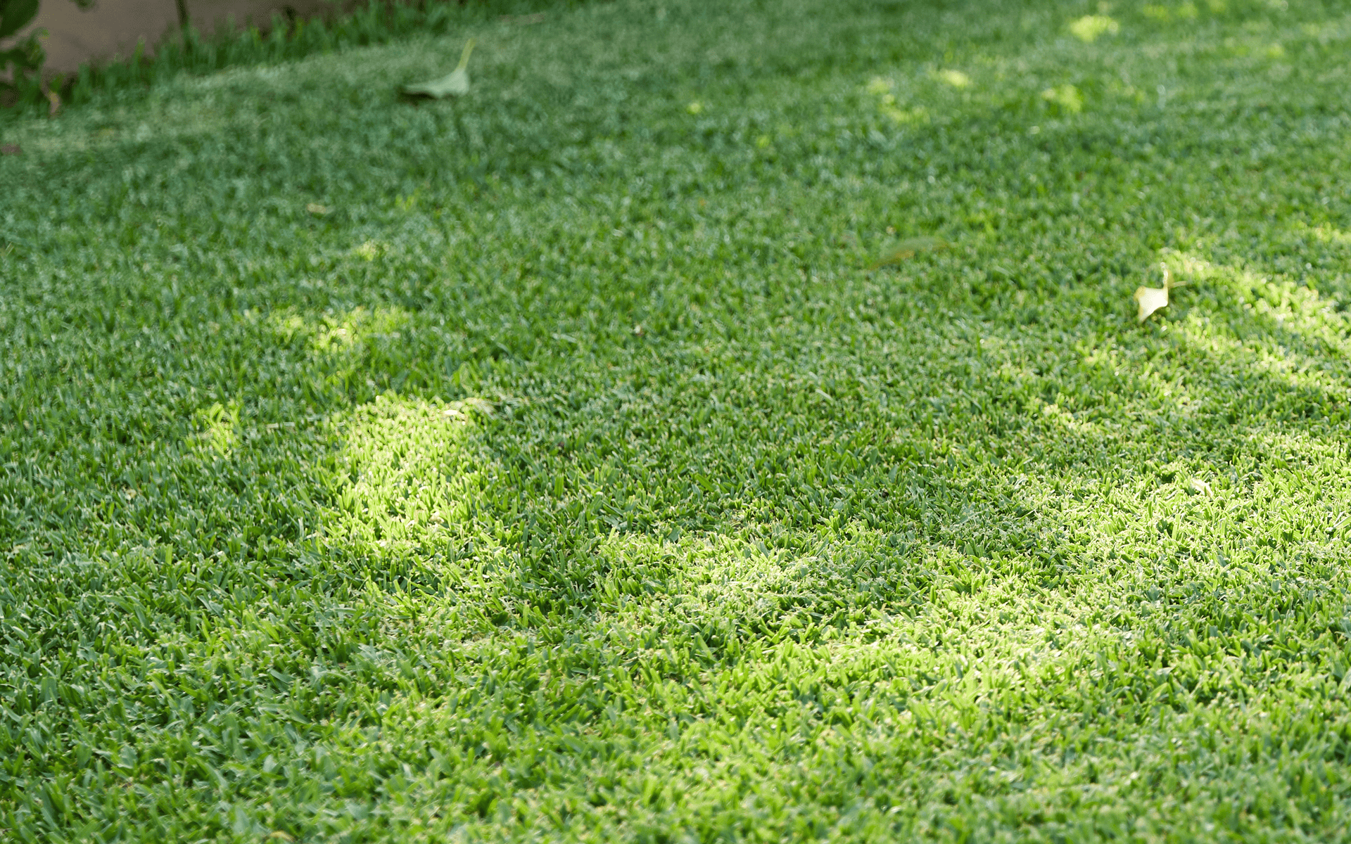 Australian Lawn Care - Lush Green lawn in the morning
