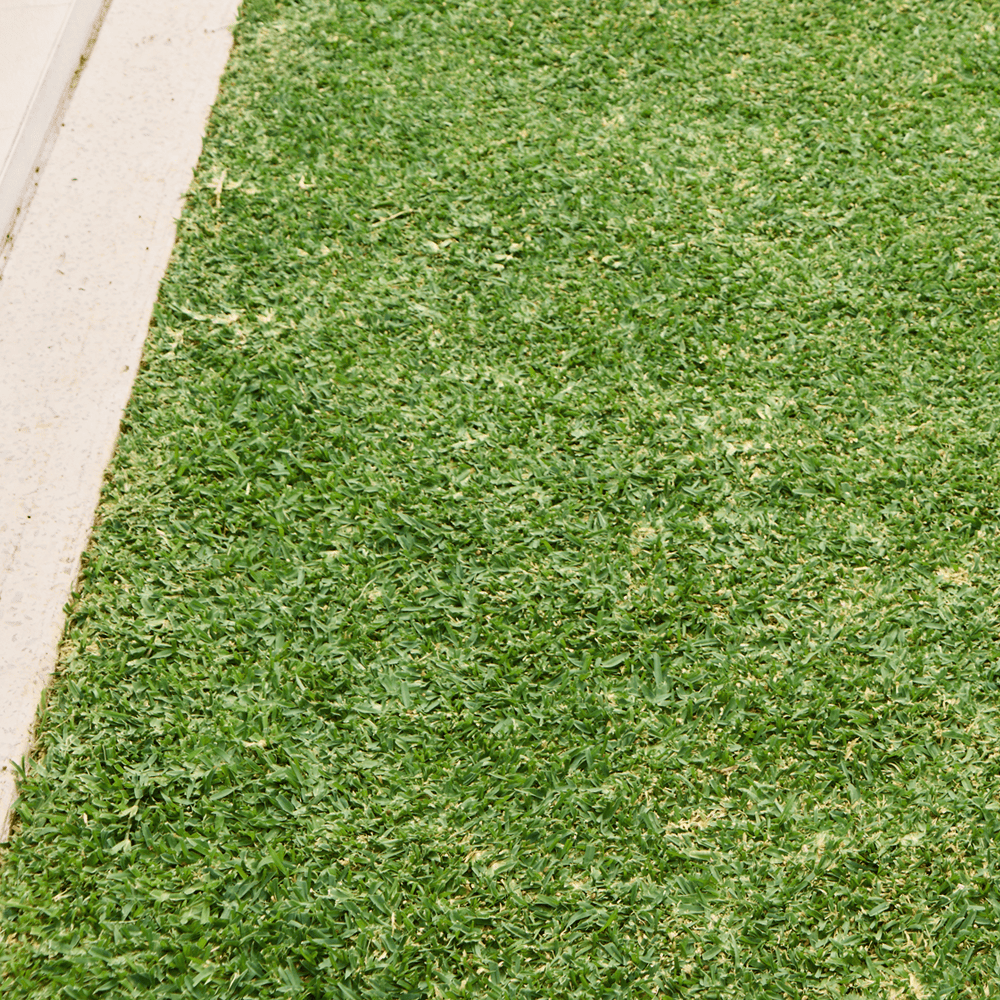 Australian Lawn Care - a grass variety in Australia