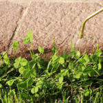 Cold Season Culprits: Common Weeds and Pests to Watch Out For During Winter 