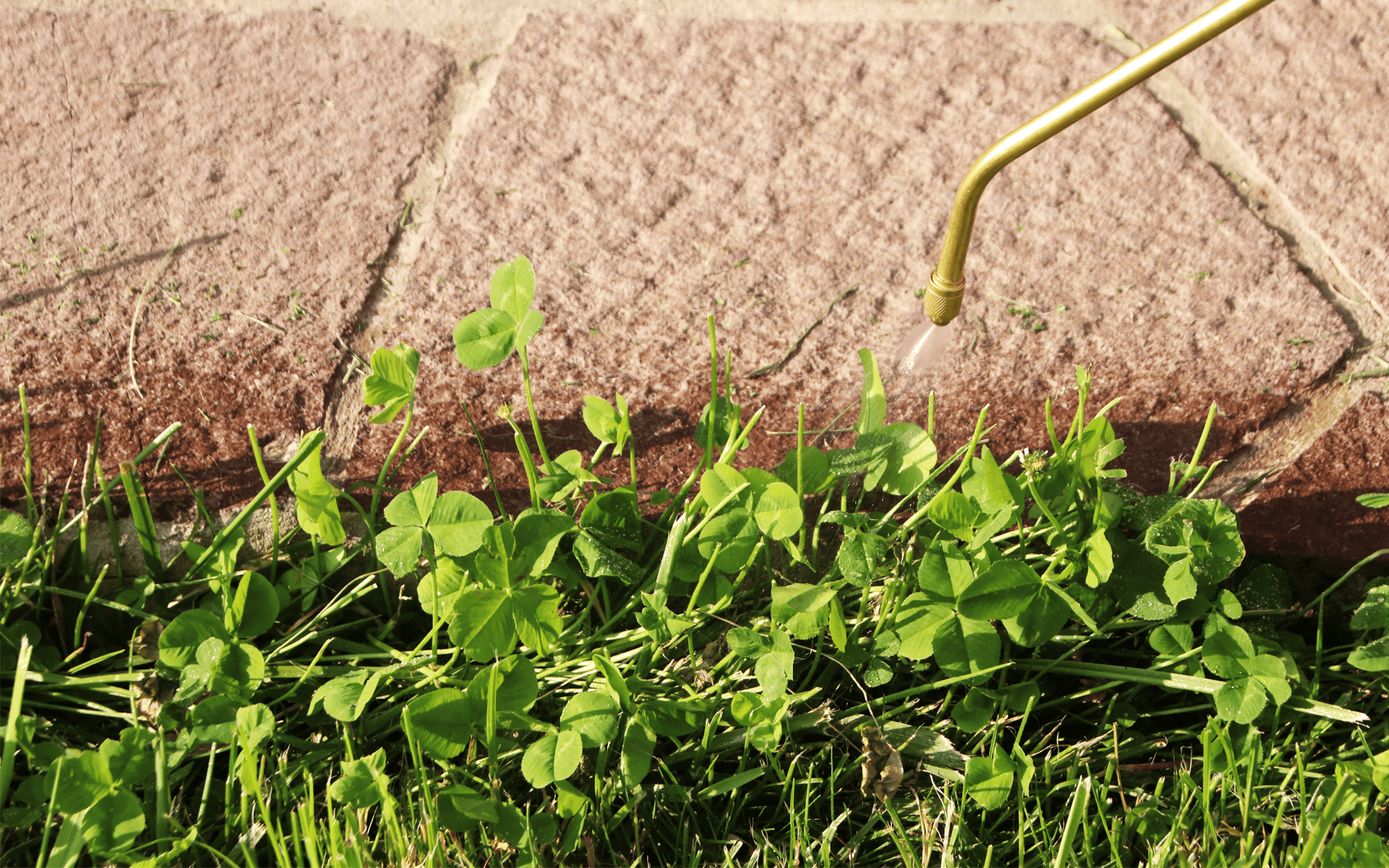 Australian Lawn Care - Clover on lawn at the side of the pavement