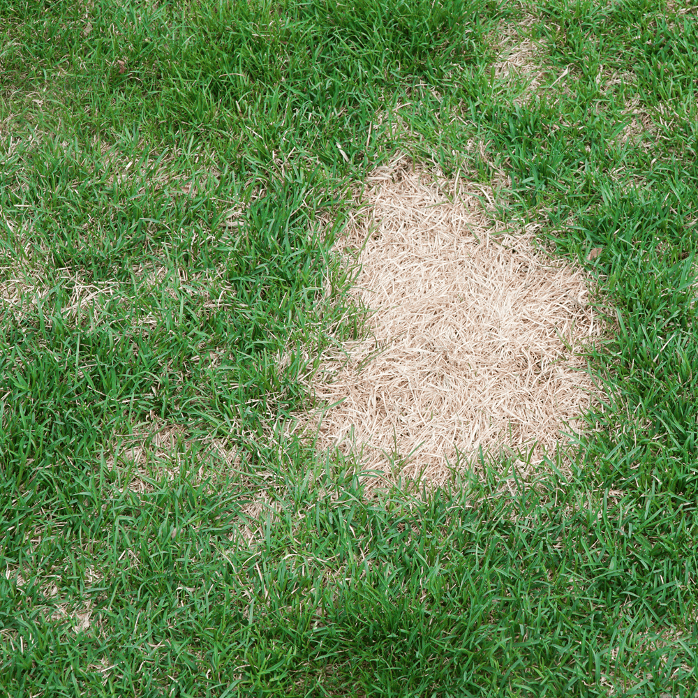 Australian Lawn Care - Lawn with a growing patch
