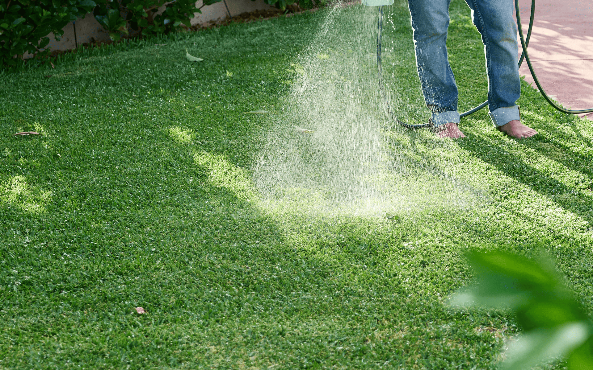 Australian Lawn Care - Watering lawn during the morning