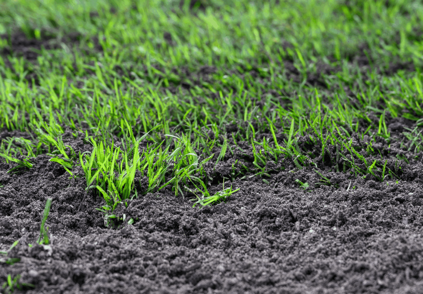 Australian Lawn Care - Reseeding a lawn