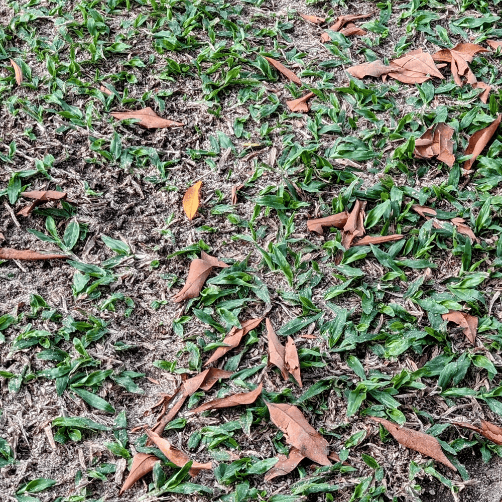 Australian Lawn Care - Unkempt lawn with fallen leaves