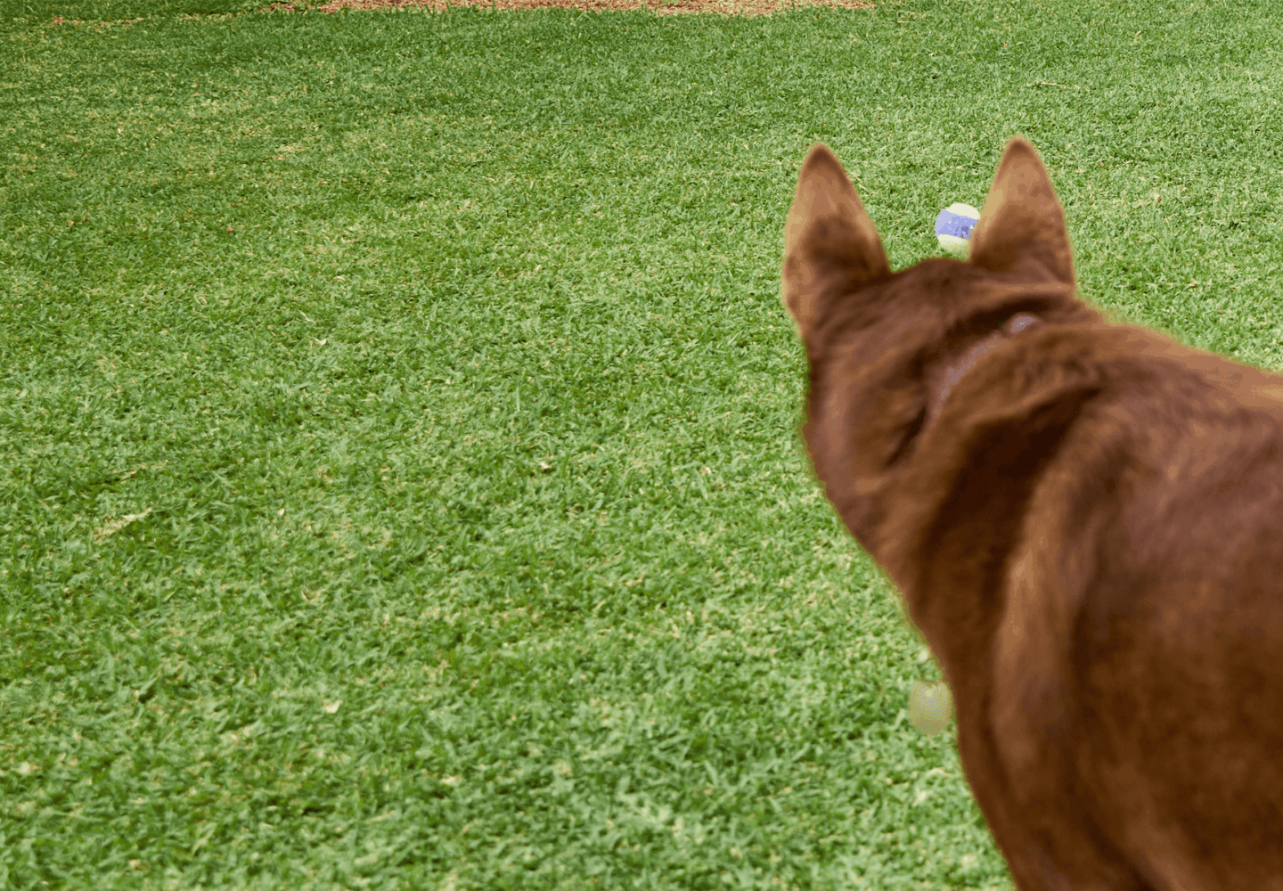 Australian Lawn Care - Dog wandering around a lawn