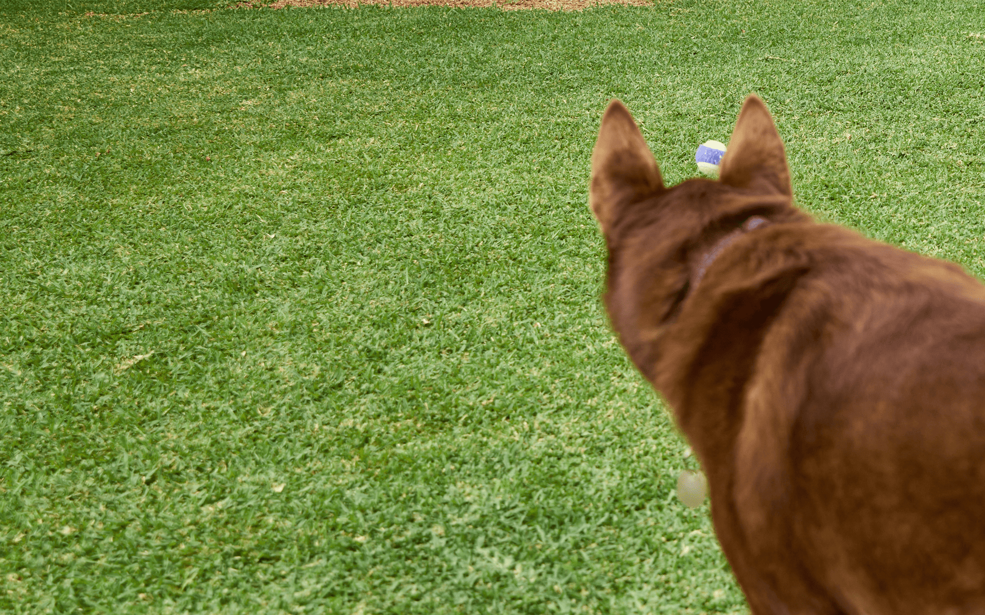 Australian Lawn Care - Dog wandering around a lawn