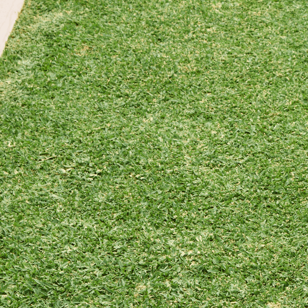 Australian Lawn Care - Green healthy lawn during Australian summer