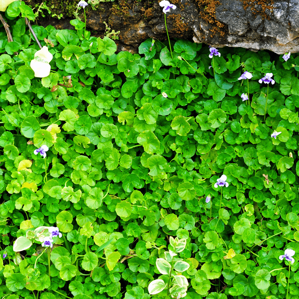 Australian Lawn Care - Common flora to introduce in lawns