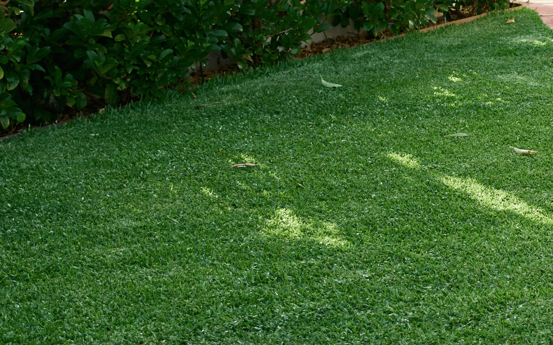Australian Lawn Care - Newly watered lawn