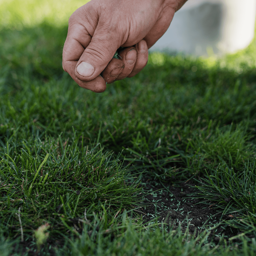 Australian Lawn Care - Seeding a patch