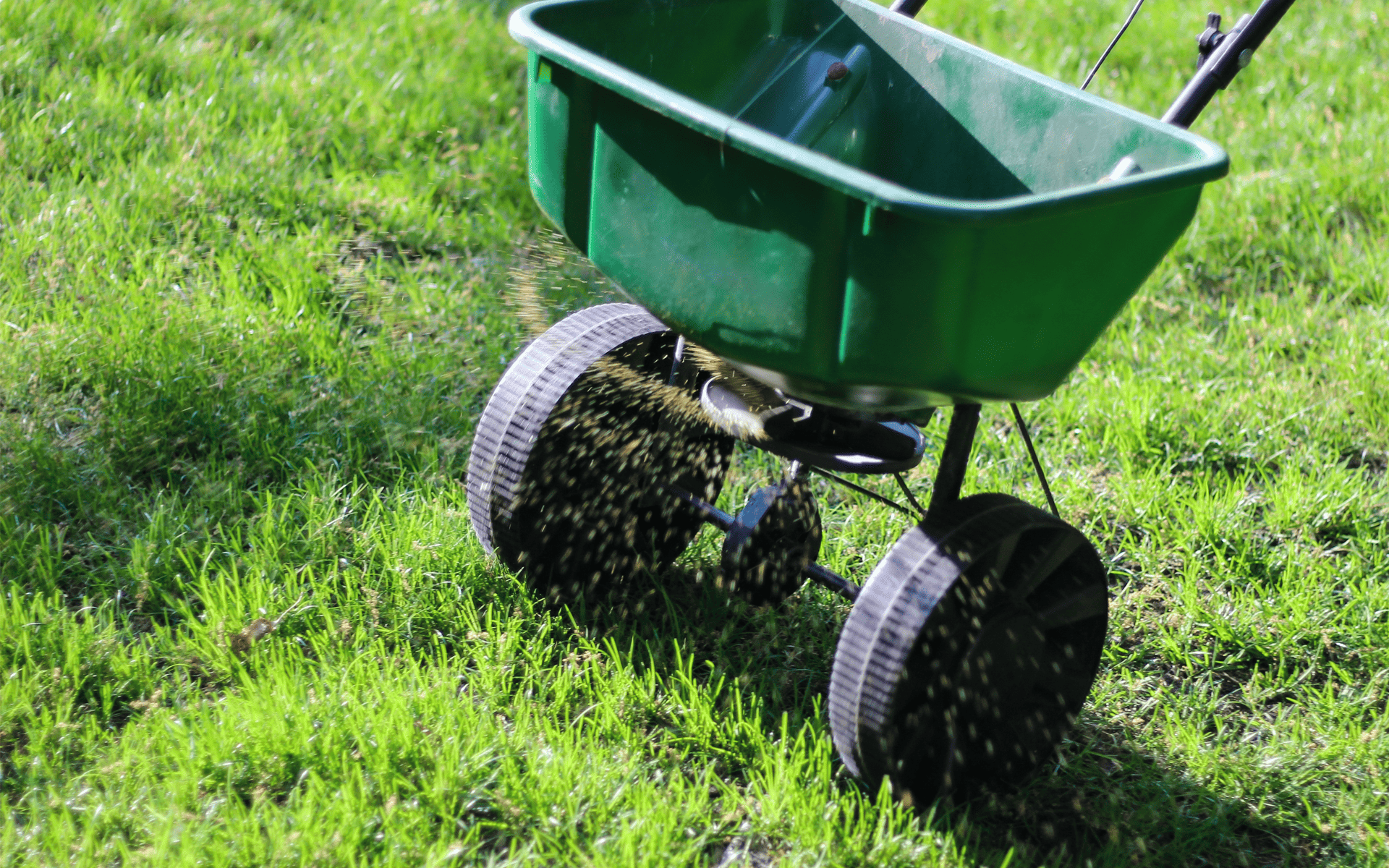 Australian Lawn Care - Using lawn spreader to quickly distribute seeds