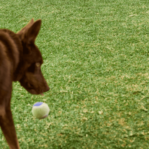 How Lawn Care Changes in Autumn Across Australia