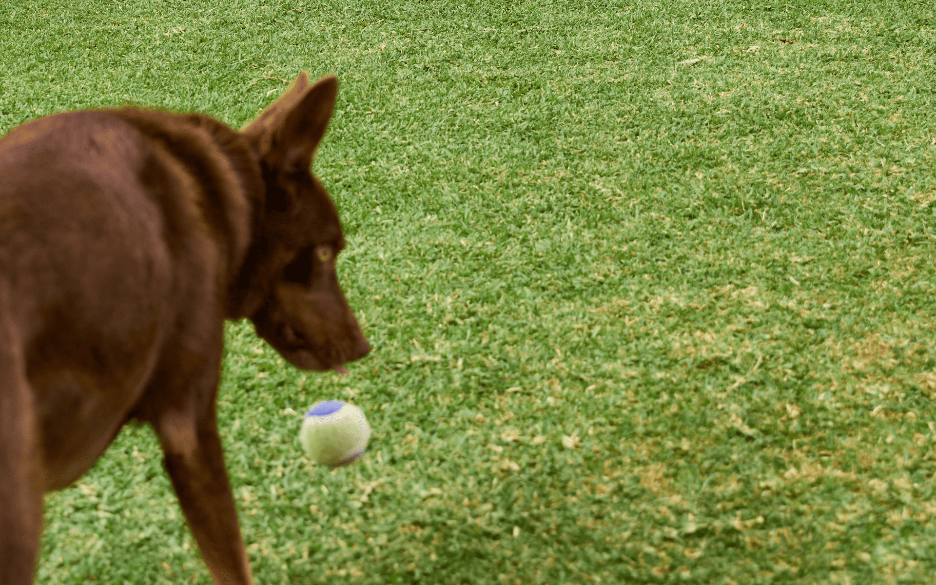 A playful dog chasing a ball across a lush green field, highlighting effective lawn care practices