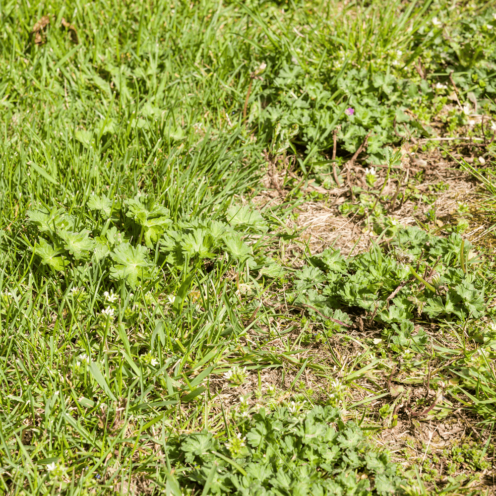 Grassy area with visible weeds showing the need for effective lawn solutions and professional lawn care maintenance
