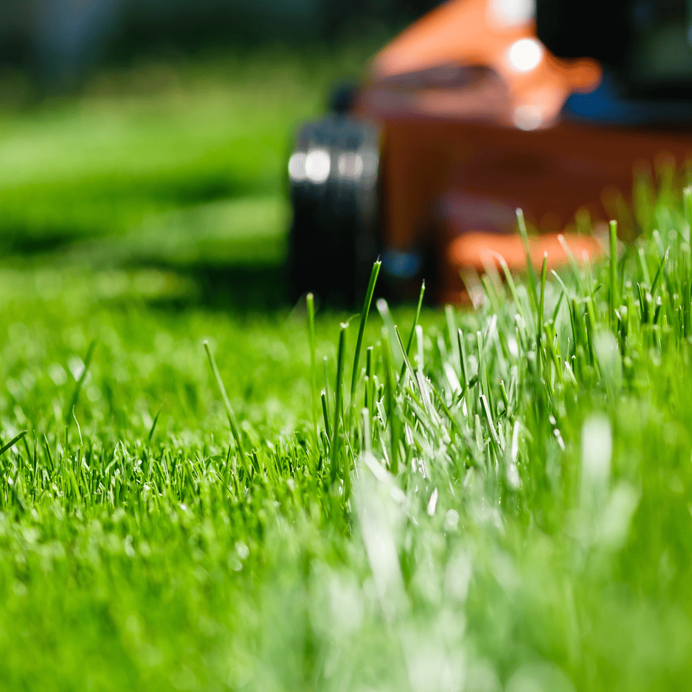 Australian Lawn Care - Changing lawn mowing habits