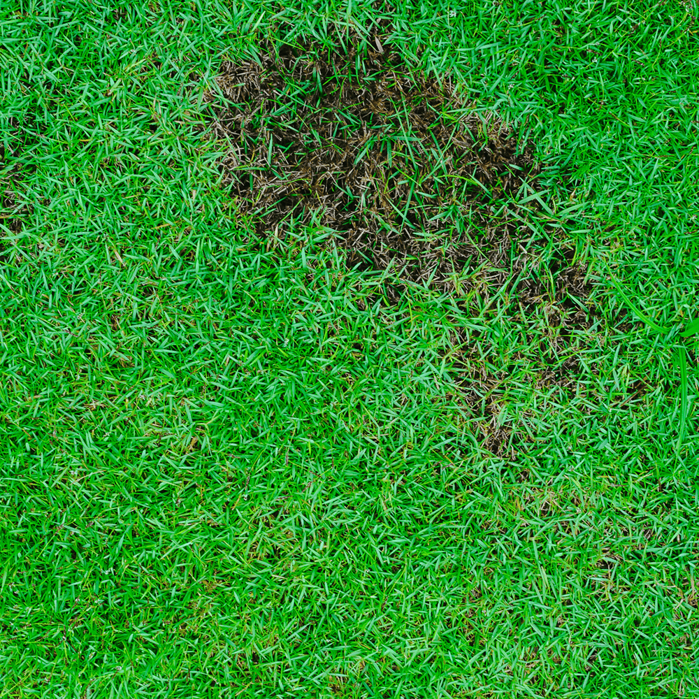 Australian Lawn Care - repairing bare patches