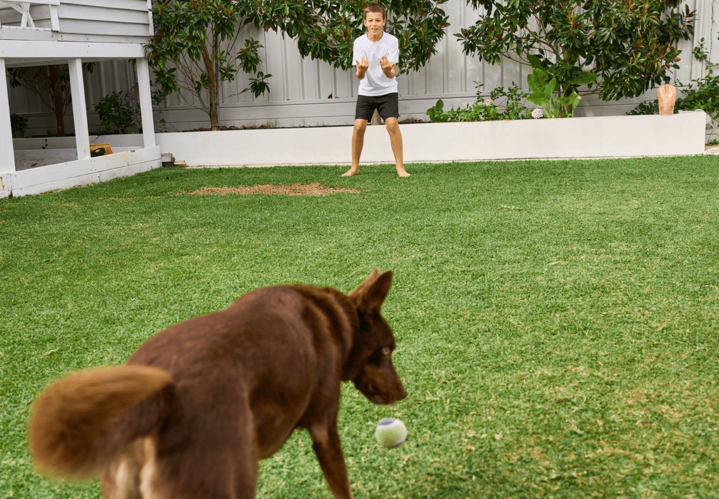 Australian Lawn Care - Boy and dog playing catch on a lawn