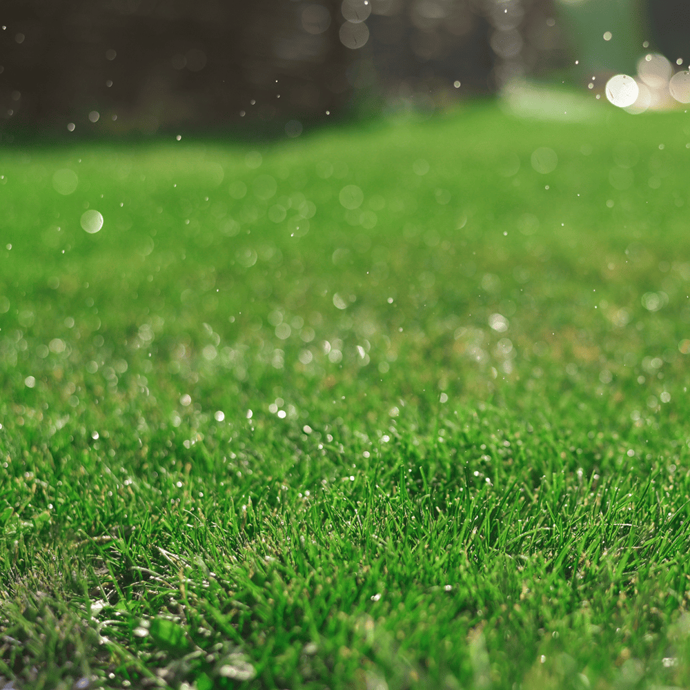 Australian Lawn Care - Freshly watered lawn