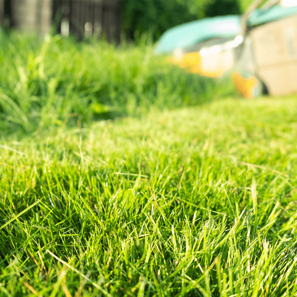 Autumn Lawn Care - Freshly cut lawn