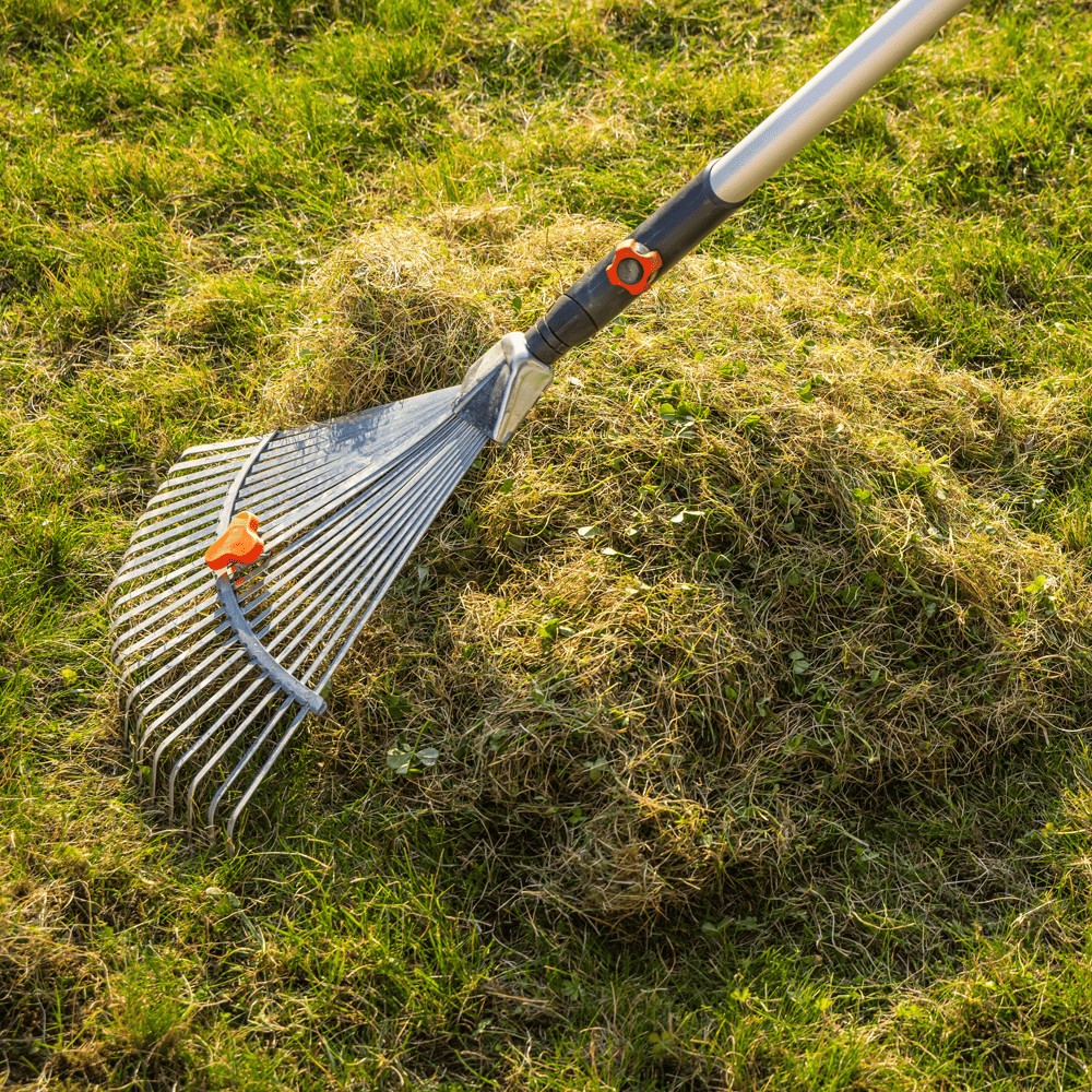 Autumn Lawn Care - Rake for scarifying piling cut grass
