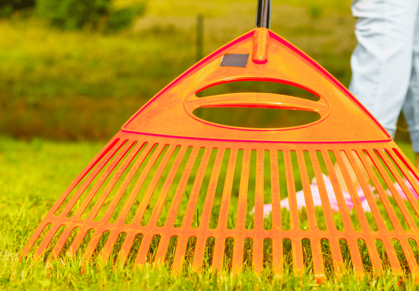 Autumn Lawn Care - Rake to be used to prepare for dethatching