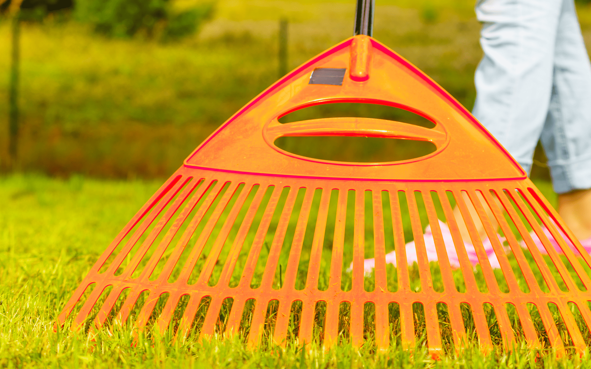 Autumn Lawn Care - Rake to be used to prepare for dethatching
