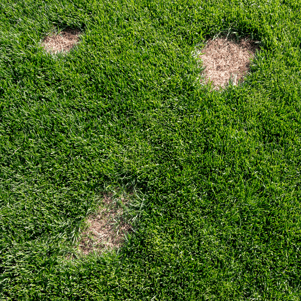 Pre-winter Lawn Care - Bare patch needed to be fixed