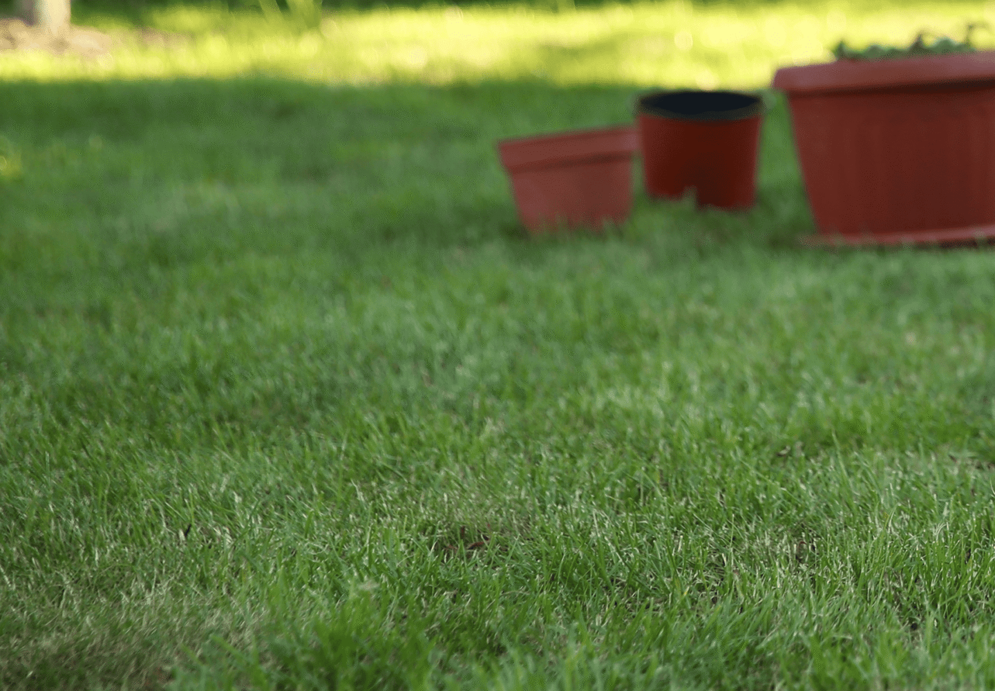 Pre-winter Lawn Care - Healthy lawn with pots in the background