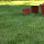 Pre-Winter Lawn Inspection: What Do You Look For Before It Gets Cold? 