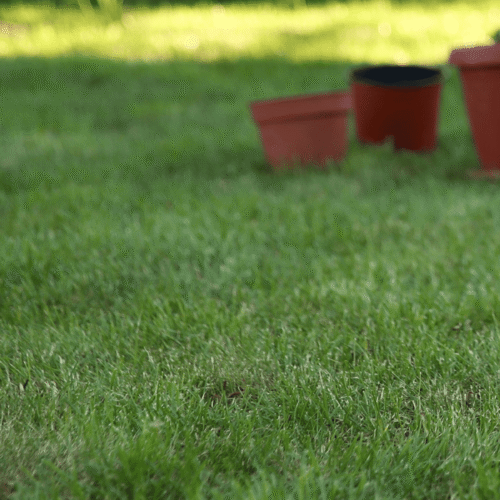 Pre-Winter Lawn Inspection: What Do You Look For Before It Gets Cold? 