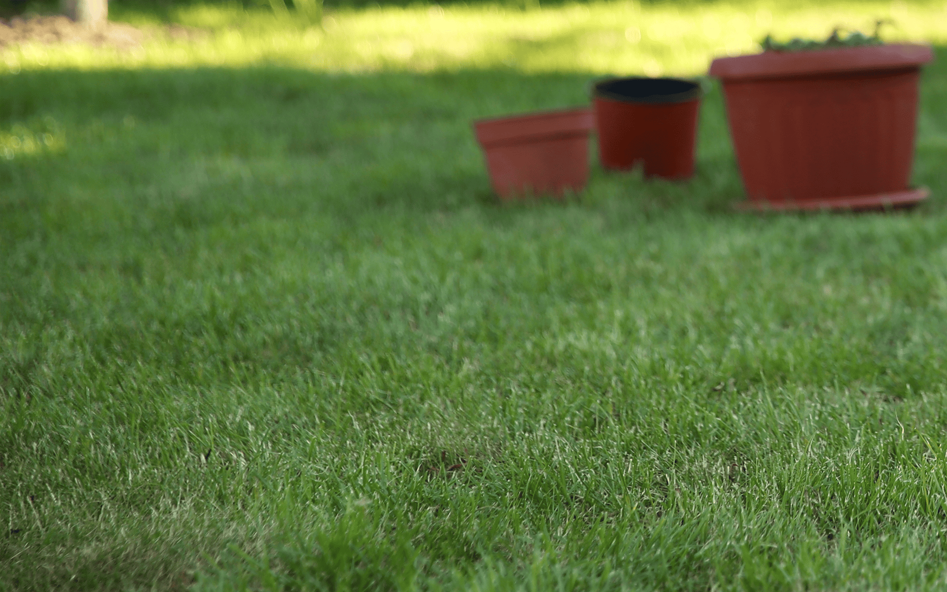 Pre-winter Lawn Care - Healthy lawn with pots in the background