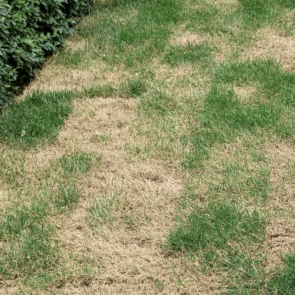 Restarting lawn care - dry and withered lawn